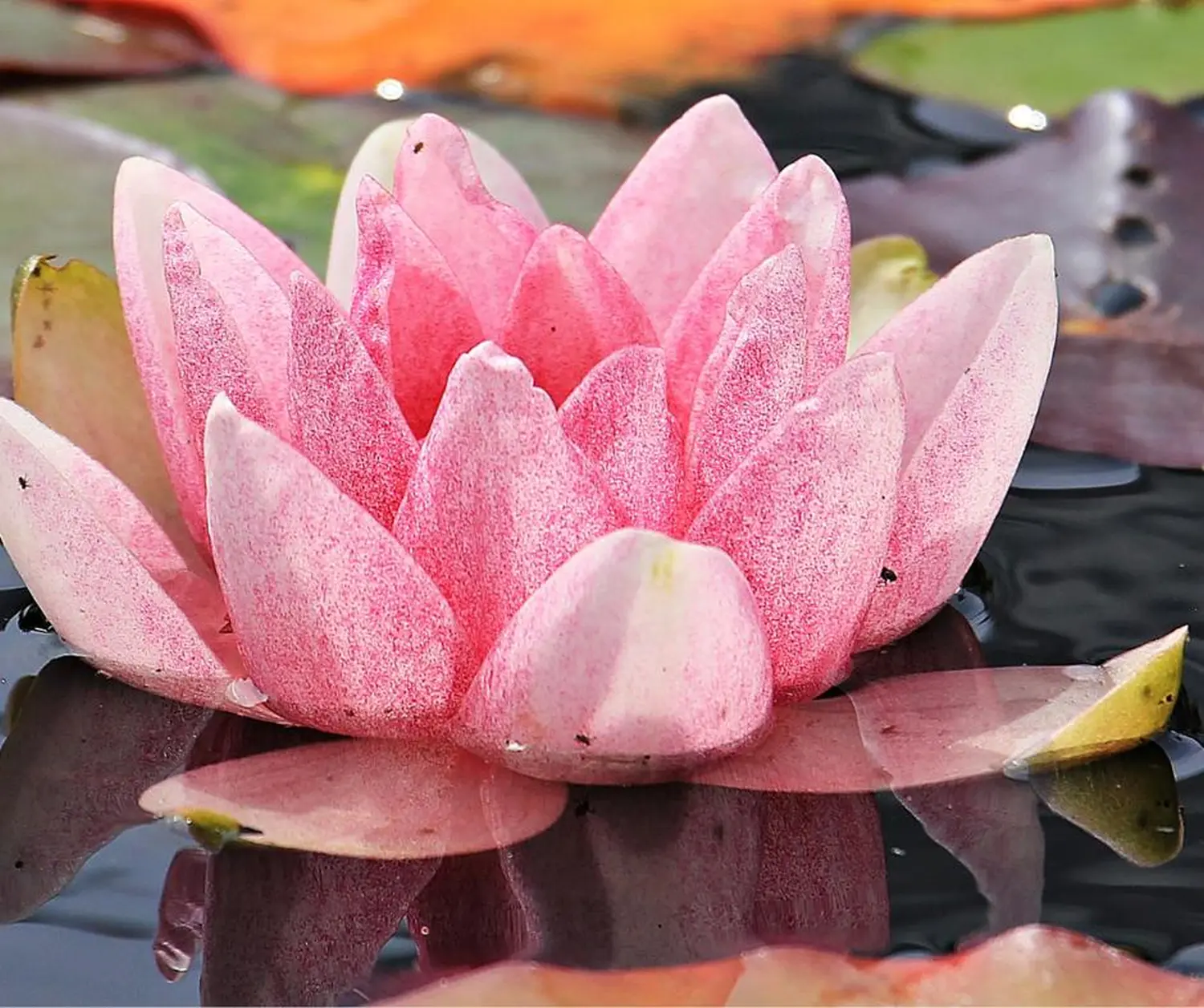 Medium Daniela Rengel, Seerose